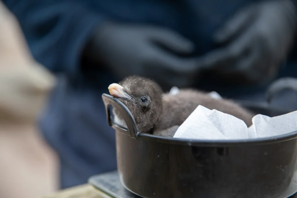Two endangered Northern rockhopper penguin chicks, each weighing no more than a kiwi fruit, have hatched at Edinburgh Zoo just in time for World Penguin Day.