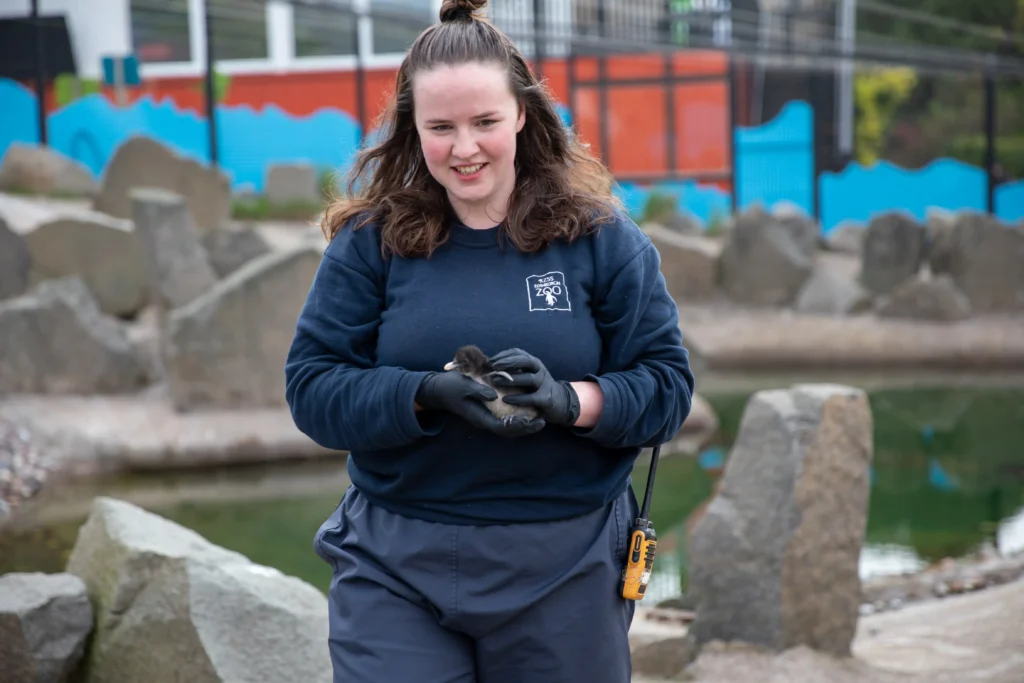Two endangered Northern rockhopper penguin chicks, each weighing no more than a kiwi fruit, have hatched at Edinburgh Zoo just in time for World Penguin Day.