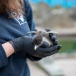 Two endangered Northern rockhopper penguin chicks, each weighing no more than a kiwi fruit, have hatched at Edinburgh Zoo just in time for World Penguin Day.