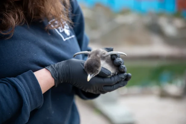 Two endangered Northern rockhopper penguin chicks, each weighing no more than a kiwi fruit, have hatched at Edinburgh Zoo just in time for World Penguin Day.