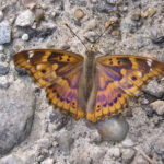 A 34-million-year-old butterfly fossil, with predator-fooling eyespots perfectly intact, reveals a new extinct species filling a major gap in butterfly evolution.