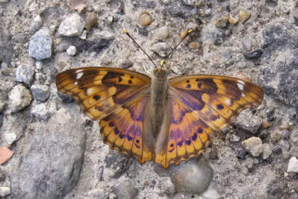 A 34-million-year-old butterfly fossil, with predator-fooling eyespots perfectly intact, reveals a new extinct species filling a major gap in butterfly evolution.