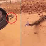 A terrified passenger screamed as a boa constrictor lunged through a car window in Brazil, narrowly missing her face after being agitated by bystanders moments earlier