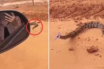 A terrified passenger screamed as a boa constrictor lunged through a car window in Brazil, narrowly missing her face after being agitated by bystanders moments earlier
