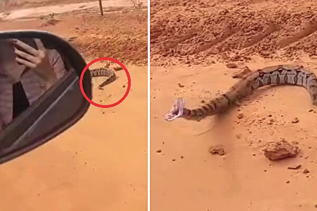 A terrified passenger screamed as a boa constrictor lunged through a car window in Brazil, narrowly missing her face after being agitated by bystanders moments earlier