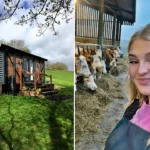 Clarkson's Farm fans can now stay in a £109 a night Airbnb right next to Harriet Cowan's cows. The shepherd's hut in Derbyshire is steps from her family's working farm.