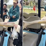 A young pelican named Han Han went viral after appearing to swallow a zoo visitor's arm in China, but keepers say the startled bird was simply defending itself from rowdy crowds.