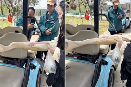 A young pelican named Han Han went viral after appearing to swallow a zoo visitor's arm in China, but keepers say the startled bird was simply defending itself from rowdy crowds.