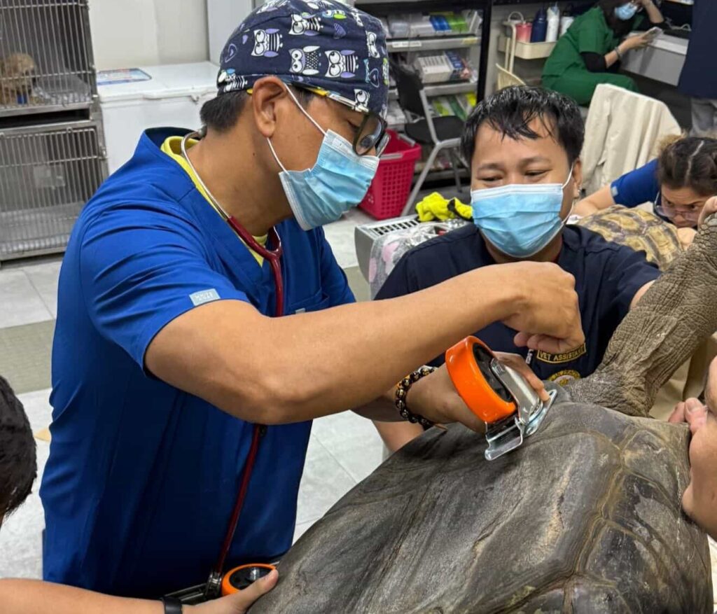 A giant tortoise has been given a new lease of life after a vet fitted it with a custom set of wheels to help it walk again following severe weakness in its back legs.