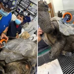 A giant tortoise has been given a new lease of life after a vet fitted it with a custom set of wheels to help it walk again following severe weakness in its back legs.