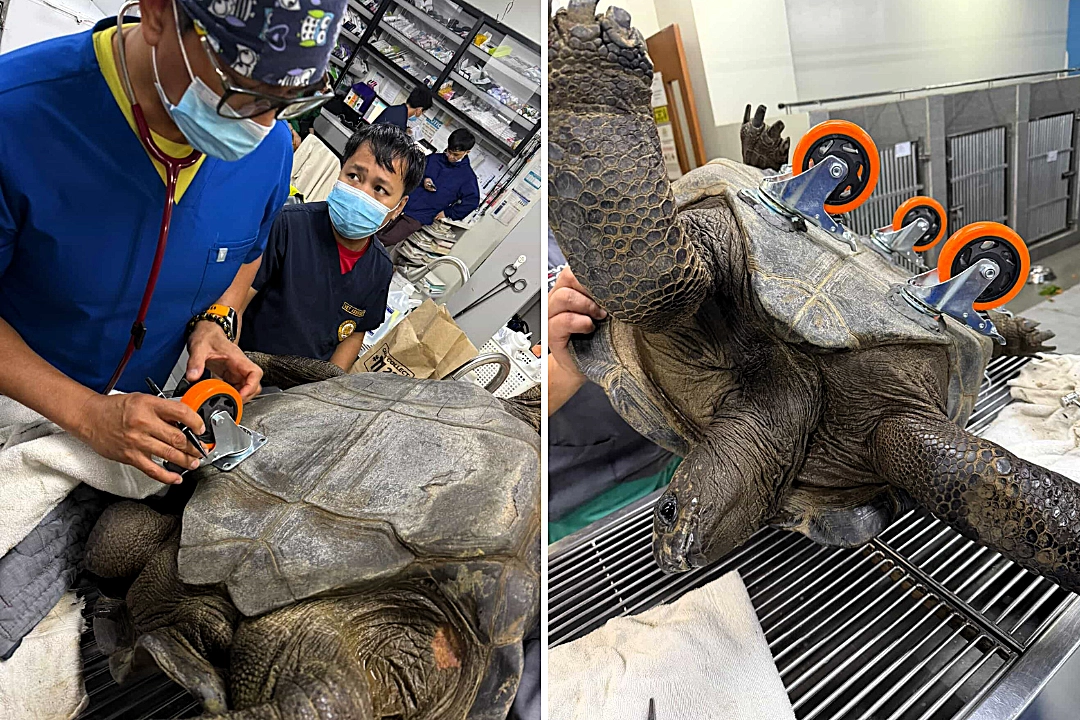 A giant tortoise has been given a new lease of life after a vet fitted it with a custom set of wheels to help it walk again following severe weakness in its back legs.