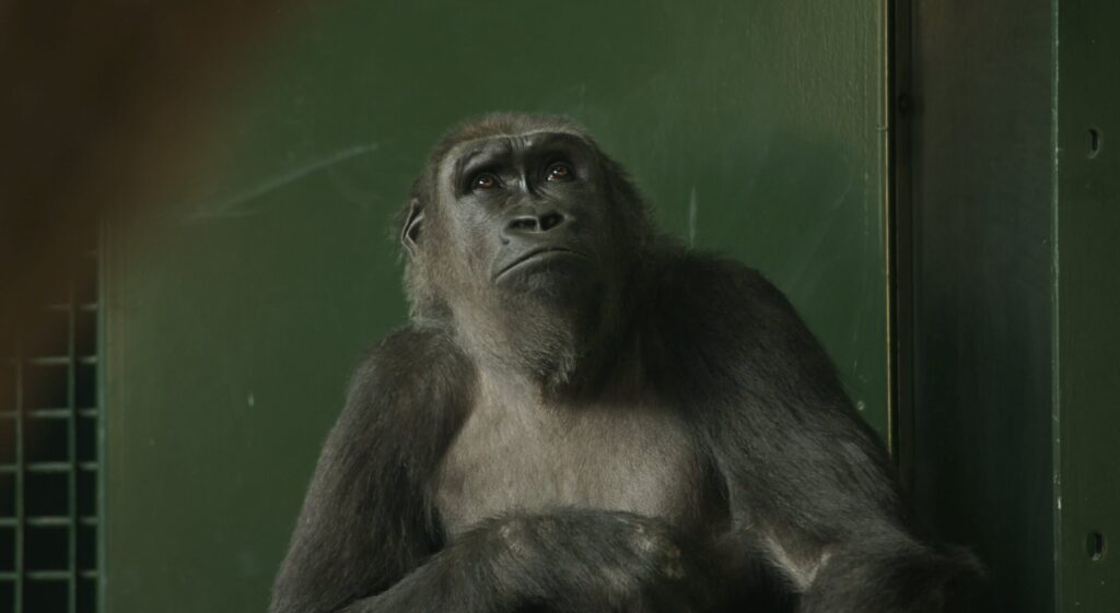 Endangered gorillas move into a vast new forest habitat at Bristol Zoo Project, marking the UK’s largest relocation of its kind and boosting conservation efforts.