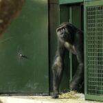 Endangered gorillas move into a vast new forest habitat at Bristol Zoo Project, marking the UK’s largest relocation of its kind and boosting conservation efforts.