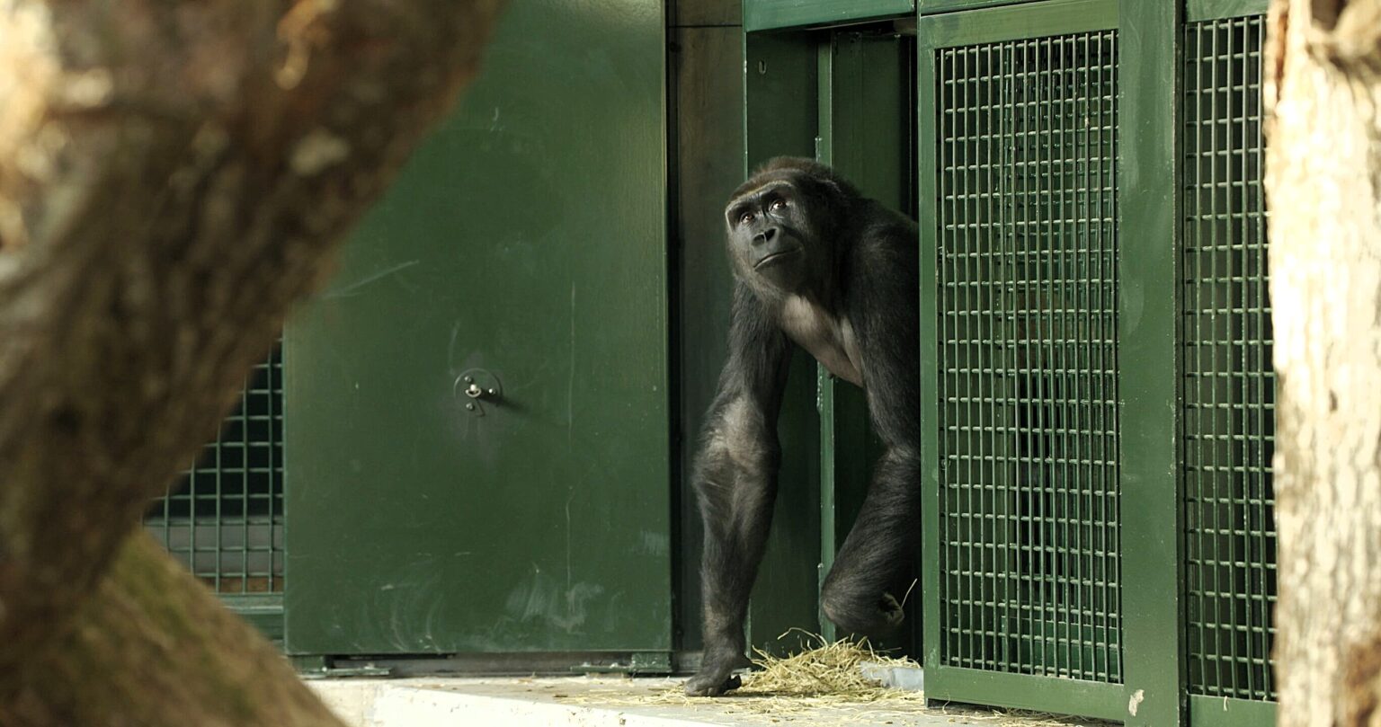 Endangered gorillas move into a vast new forest habitat at Bristol Zoo Project, marking the UK’s largest relocation of its kind and boosting conservation efforts.