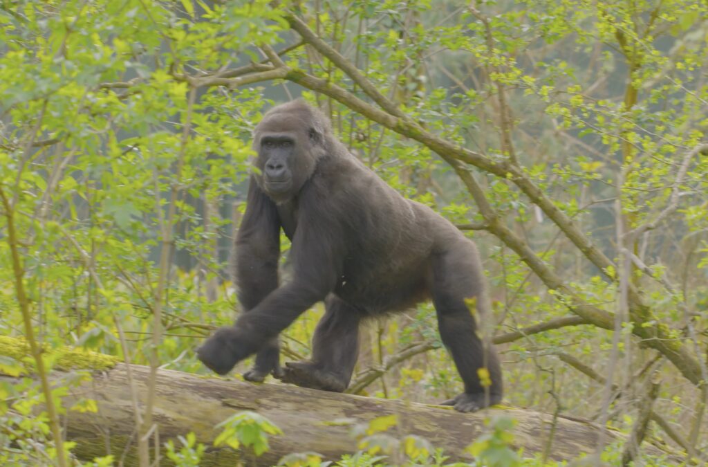 Endangered gorillas move into a vast new forest habitat at Bristol Zoo Project, marking the UK’s largest relocation of its kind and boosting conservation efforts.