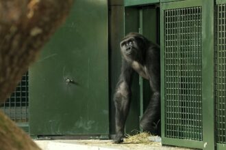 Endangered gorillas move into a vast new forest habitat at Bristol Zoo Project, marking the UK’s largest relocation of its kind and boosting conservation efforts.