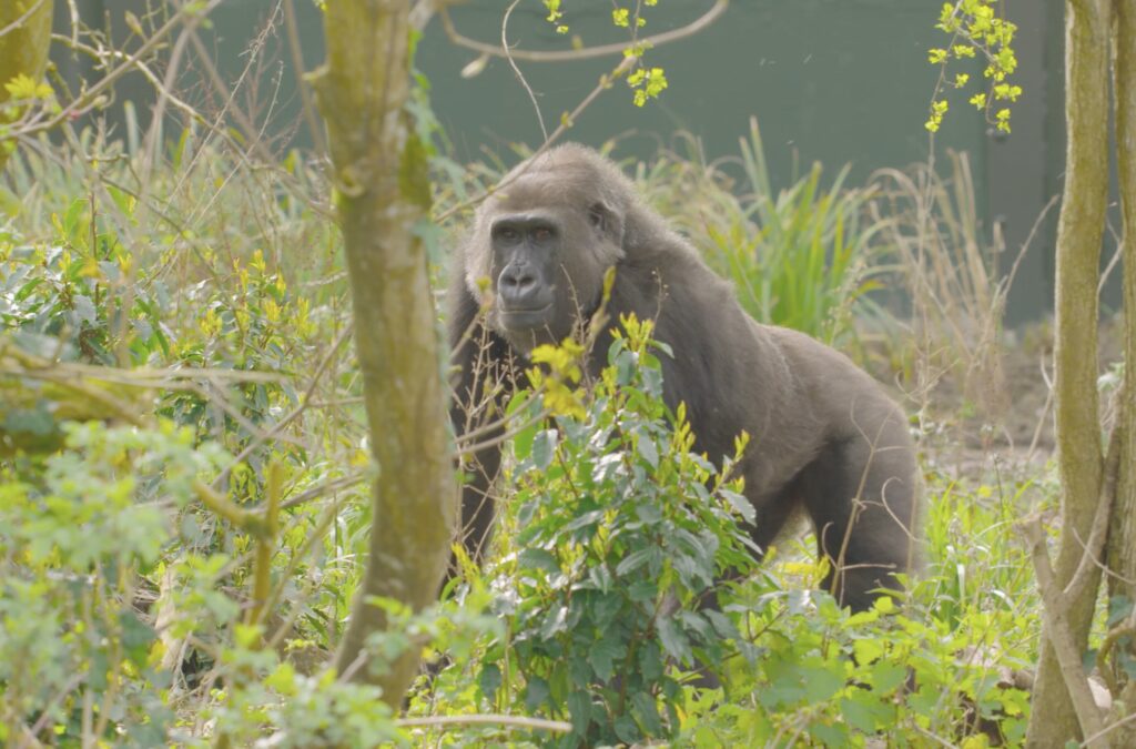 Endangered gorillas move into a vast new forest habitat at Bristol Zoo Project, marking the UK’s largest relocation of its kind and boosting conservation efforts.