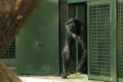 Endangered gorillas move into a vast new forest habitat at Bristol Zoo Project, marking the UK’s largest relocation of its kind and boosting conservation efforts.
