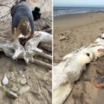Two hikers stumbled upon what appears to be a massive whale skull on a California beach, sparking viral excitement after footage of the extraordinary find racked up 474,000 views.