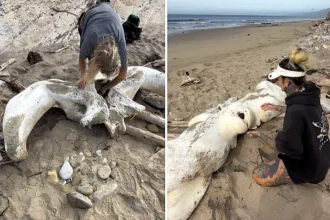 Two hikers stumbled upon what appears to be a massive whale skull on a California beach, sparking viral excitement after footage of the extraordinary find racked up 474,000 views.