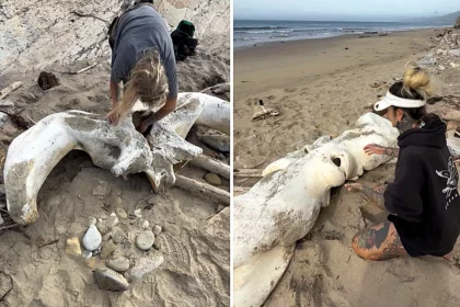 Two hikers stumbled upon what appears to be a massive whale skull on a California beach, sparking viral excitement after footage of the extraordinary find racked up 474,000 views.