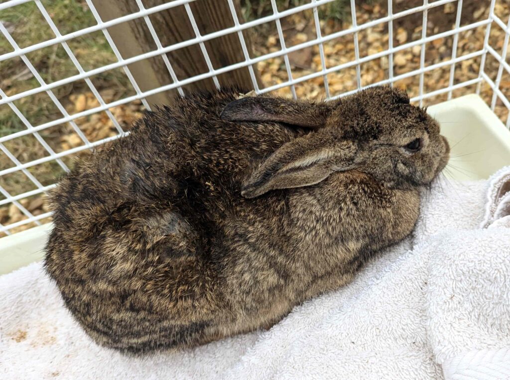 A trapped rabbit rescued from a narrow pipe has made a full recovery, with the lucky bunny safely returned to the wild after a tense and unusual ordeal.