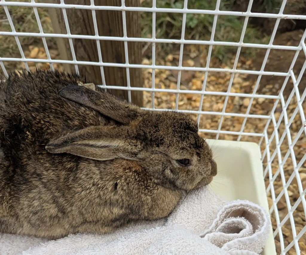 A trapped rabbit rescued from a narrow pipe has made a full recovery, with the lucky bunny safely returned to the wild after a tense and unusual ordeal.