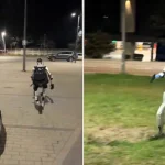 A humanoid robot named Edward was filmed chasing wild boars off the streets of Warsaw while shouting go away in Polish. The bizarre clip has racked up 5.4 million views online.