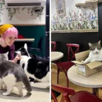 Lady Dinah's Cat Emporium is reopening in Greenwich with rescue kittens and a new menu after a loyal customer saved the iconic London cat cafe from permanent closure.
