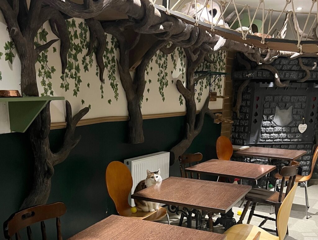 Lady Dinah's Cat Emporium is reopening in Greenwich with rescue kittens and a new menu after a loyal customer saved the iconic London cat cafe from permanent closure.