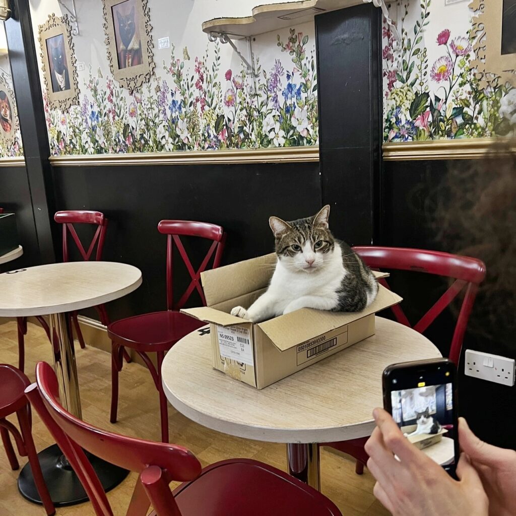 Lady Dinah's Cat Emporium is reopening in Greenwich with rescue kittens and a new menu after a loyal customer saved the iconic London cat cafe from permanent closure.