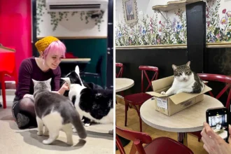 Lady Dinah's Cat Emporium is reopening in Greenwich with rescue kittens and a new menu after a loyal customer saved the iconic London cat cafe from permanent closure.