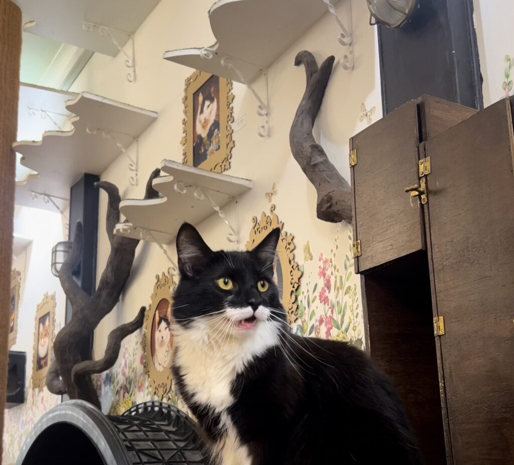 Lady Dinah's Cat Emporium is reopening in Greenwich with rescue kittens and a new menu after a loyal customer saved the iconic London cat cafe from permanent closure.