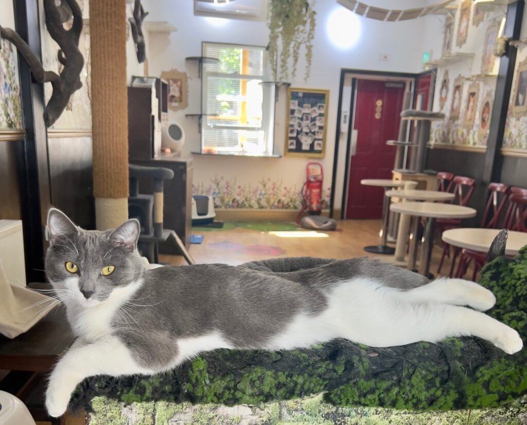Lady Dinah's Cat Emporium is reopening in Greenwich with rescue kittens and a new menu after a loyal customer saved the iconic London cat cafe from permanent closure.