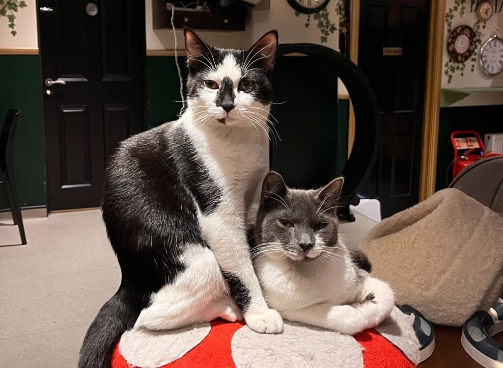 Lady Dinah's Cat Emporium is reopening in Greenwich with rescue kittens and a new menu after a loyal customer saved the iconic London cat cafe from permanent closure.