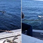 A monster 35ft basking shark was filmed thrashing at the surface off the Irish coast near Donegal, sending onlookers into a frenzy before revealing itself as a harmless plankton feeder.