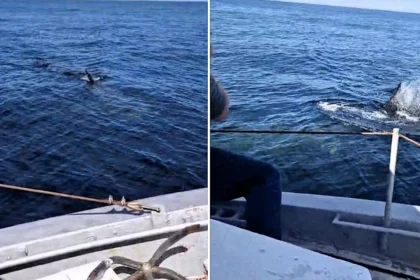 A monster 35ft basking shark was filmed thrashing at the surface off the Irish coast near Donegal, sending onlookers into a frenzy before revealing itself as a harmless plankton feeder.