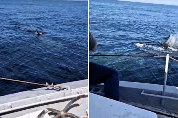 A monster 35ft basking shark was filmed thrashing at the surface off the Irish coast near Donegal, sending onlookers into a frenzy before revealing itself as a harmless plankton feeder.