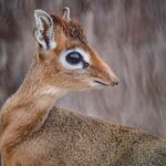 A tiny dik-dik fawn named Dotty, no bigger than a tin of beans, has been born at Chester Zoo and is being lovingly raised by her mum and a surrogate father.