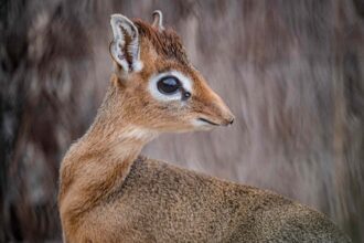 A tiny dik-dik fawn named Dotty, no bigger than a tin of beans, has been born at Chester Zoo and is being lovingly raised by her mum and a surrogate father.