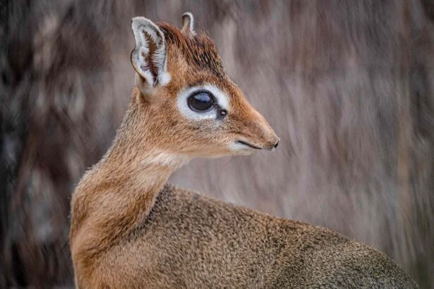 A tiny dik-dik fawn named Dotty, no bigger than a tin of beans, has been born at Chester Zoo and is being lovingly raised by her mum and a surrogate father.