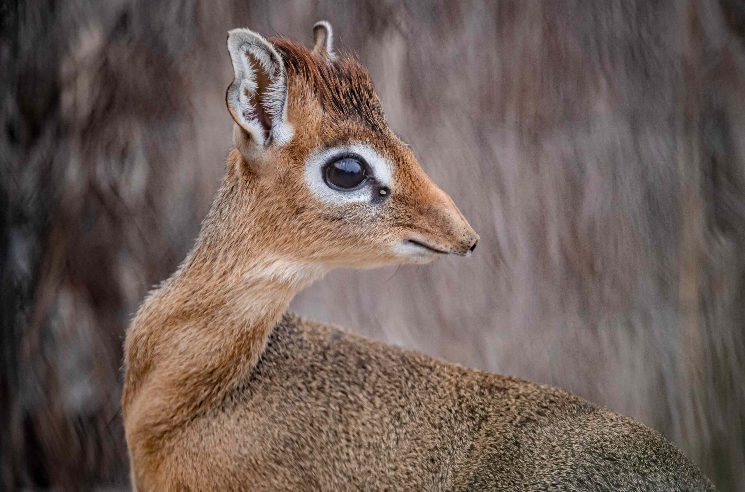A tiny dik-dik fawn named Dotty, no bigger than a tin of beans, has been born at Chester Zoo and is being lovingly raised by her mum and a surrogate father.