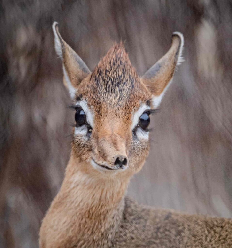 A tiny dik-dik fawn named Dotty, no bigger than a tin of beans, has been born at Chester Zoo and is being lovingly raised by her mum and a surrogate father.