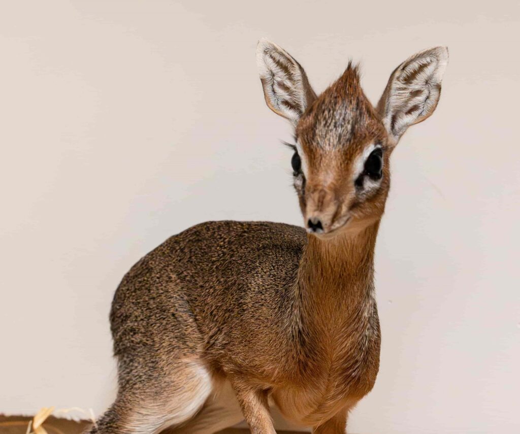 A tiny dik-dik fawn named Dotty, no bigger than a tin of beans, has been born at Chester Zoo and is being lovingly raised by her mum and a surrogate father.