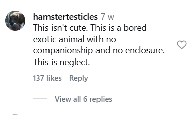 A pet prairie dog left its owner speechless after chewing a sofa to pieces while home alone, with the cheeky rodent caught sitting calmly beside the wreckage totally unbothered.