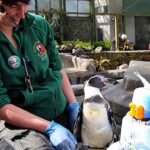 Spneb the Humboldt penguin has turned 38, making her the world's oldest of her kind, celebrating at a Cornwall wildlife sanctuary with an ice cake loaded with Cornish sardines.