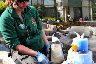 Spneb the Humboldt penguin has turned 38, making her the world's oldest of her kind, celebrating at a Cornwall wildlife sanctuary with an ice cake loaded with Cornish sardines.