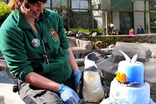 Spneb the Humboldt penguin has turned 38, making her the world's oldest of her kind, celebrating at a Cornwall wildlife sanctuary with an ice cake loaded with Cornish sardines.