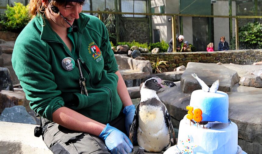 Spneb the Humboldt penguin has turned 38, making her the world's oldest of her kind, celebrating at a Cornwall wildlife sanctuary with an ice cake loaded with Cornish sardines.