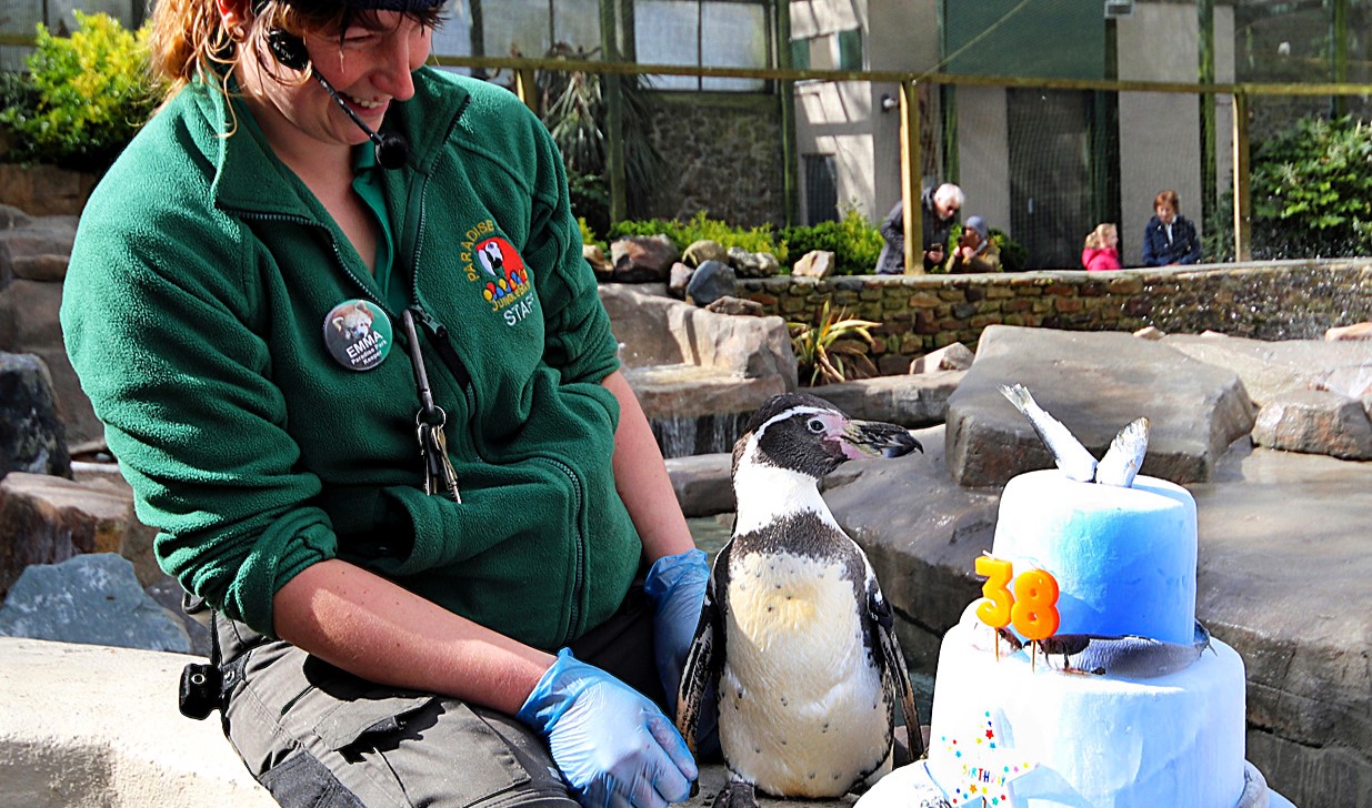 Spneb the Humboldt penguin has turned 38, making her the world's oldest of her kind, celebrating at a Cornwall wildlife sanctuary with an ice cake loaded with Cornish sardines.